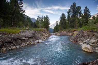Ormanda fırtınalı bir dağ nehri olan manzara, Rusya, Altai.