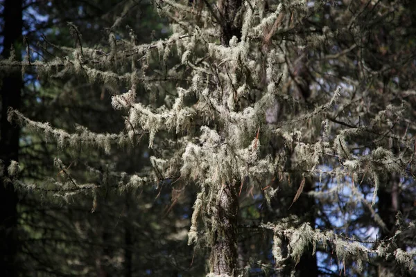 Branches Old Larch Covered Moss — Stock Photo, Image