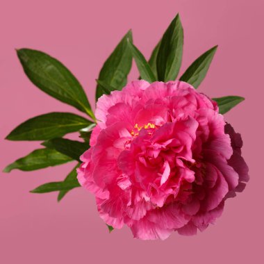 Pembe arka planda izole edilmiş parlak pembe şakayık çiçeği..