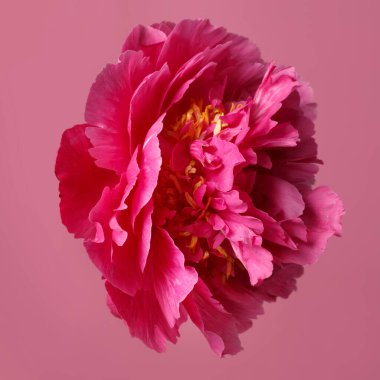 Pembe arka planda izole edilmiş parlak pembe şakayık çiçeği..