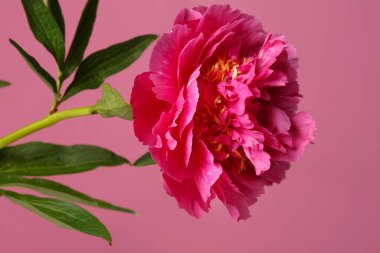 Pembe arka planda izole edilmiş parlak pembe şakayık çiçeği..