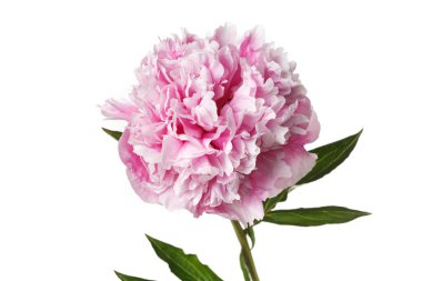 Beyaz arka planda izole edilmiş zarif pembe şakayık çiçeği.