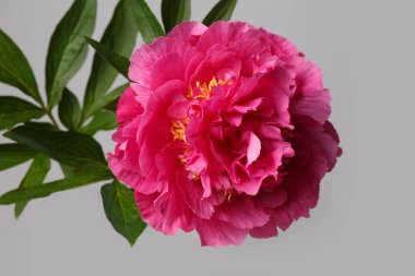 Gri arka planda izole edilmiş parlak pembe şakayık çiçeği..