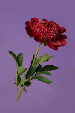 Mor arkaplanda koyu kırmızı şakayık çiçeği.