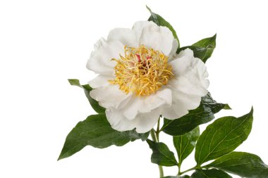 Beyaz, sarı merkezli şakayık çiçeği beyaz arka planda izole edilmiş..