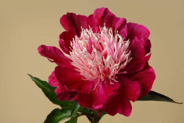 Koyu kırmızı şakayık çiçeği ve bej bir arka planda izole edilmiş Japon formunun açık merkezi..