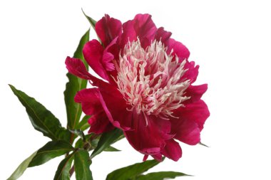 Koyu kırmızı taç yaprakları ve beyaz arka planda izole ışık merkezi olan güzel şakayık çiçekleri..