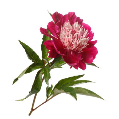 Koyu kırmızı taç yaprakları ve beyaz arka planda izole ışık merkezi olan güzel şakayık çiçekleri..