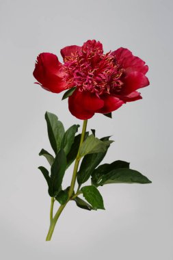 Gri arka planda izole edilmiş, güzel kırmızı şakayık çiçeği..