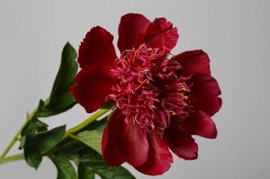 Gri arka planda izole edilmiş, güzel kırmızı şakayık çiçeği..