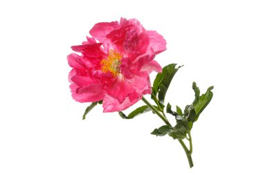 Beyaz arka planda izole edilmiş parlak pembe şakayık çiçeği..