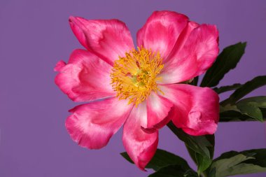 Sarı merkezli pembe şakayık çiçeği menekşe arka planda izole.