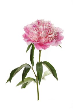 Nazikçe pembe şakayık çiçeği beyaz arka planda izole edilmiş.