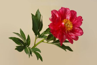 Bej arkaplanda izole edilmiş pembe mercan şakayığı çiçeği..