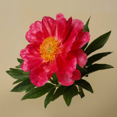 Bej arkaplanda izole edilmiş pembe mercan şakayığı çiçeği..