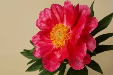 Bej arkaplanda izole edilmiş pembe mercan şakayığı çiçeği..