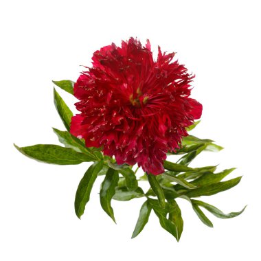 Beyaz arkaplanda koyu kırmızı şakayık çiçeği.