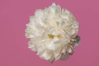 Hassas pastel şakayık çiçeği pembe arka planda izole edilmiş..