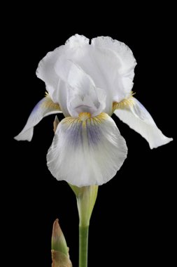 Hassas pastel zambak çiçeği siyah arkaplanda izole edilmiş..