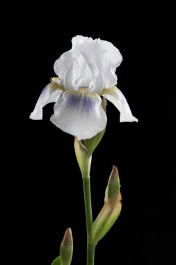 Hassas pastel zambak çiçeği siyah arkaplanda izole edilmiş..