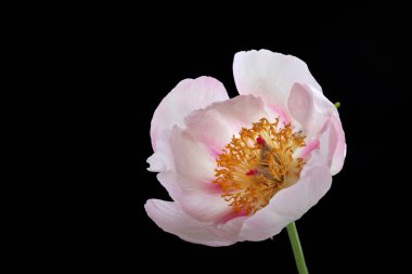 Hassas pembe şakayık, sarı merkezli, siyah arka planda izole..