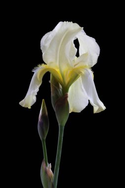 Hassas pastel zambak çiçeği siyah arkaplanda izole edilmiş..