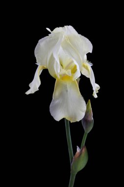 Hassas pastel zambak çiçeği siyah arkaplanda izole edilmiş..