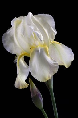 Hassas pastel zambak çiçeği siyah arkaplanda izole edilmiş..