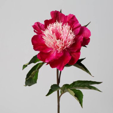 Koyu kırmızı şakayık çiçeği. Işık merkezi gri bir arkaplanda izole edilmiş..