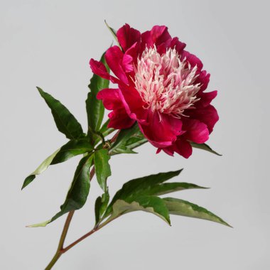 Koyu kırmızı şakayık çiçeği. Işık merkezi gri bir arkaplanda izole edilmiş..