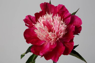 Koyu kırmızı şakayık çiçeği. Işık merkezi gri bir arkaplanda izole edilmiş..