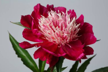 Koyu kırmızı şakayık çiçeği. Işık merkezi gri bir arkaplanda izole edilmiş..