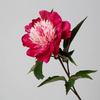 Koyu kırmızı şakayık çiçeği. Işık merkezi gri bir arkaplanda izole edilmiş..