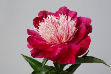 Koyu kırmızı şakayık çiçeği. Işık merkezi gri bir arkaplanda izole edilmiş..