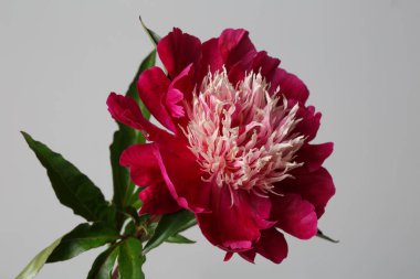 Koyu kırmızı şakayık çiçeği. Işık merkezi gri bir arkaplanda izole edilmiş..