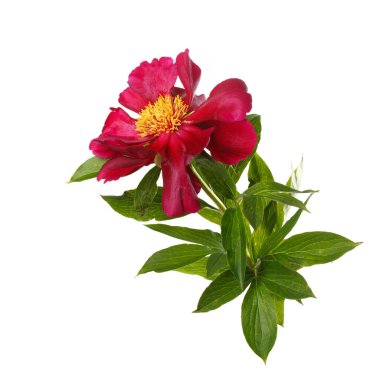 Beyaz arka planda sarı merkezli güzel kırmızı şakayık..