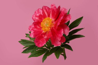 Pembe arka planda izole edilmiş güzel pembe şakayık çiçeği.