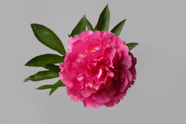 Flor Peonía Rosa Brillante Aislada Sobre Fondo Gris — Foto de Stock