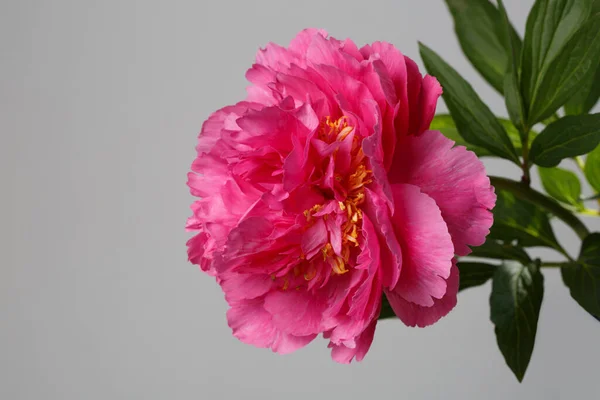 Flor Peonía Rosa Brillante Aislada Sobre Fondo Gris — Foto de Stock