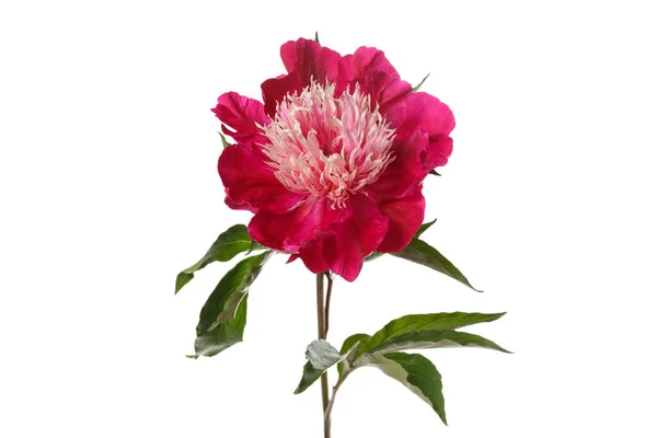 Piękny Kwiat Piwonii Ciemnoczerwonymi Płatkami Centrum Światła Izolowane Białym Tle — Zdjęcie stockowe