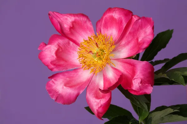 Pink Peony Flower Yellow Center Isolated Violet Background — Stock Photo, Image