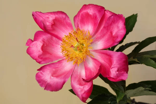 Pink Peony Flower Yellow Center Isolated Beige Background — Stock Photo, Image