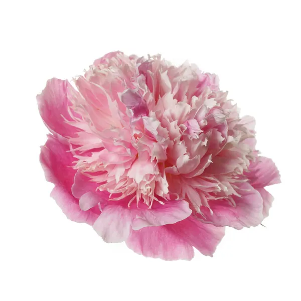 Flor Peônia Suavemente Rosa Isolada Fundo Branco — Fotografia de Stock