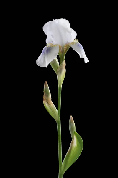 Délicate Fleur Iris Pastel Isolée Sur Fond Noir — Photo