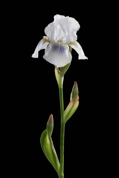Floare Delicată Irisuri Pastelate Izolată Fundal Negru — Fotografie, imagine de stoc