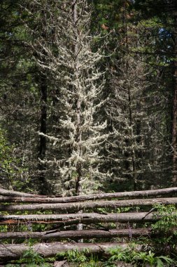 Karaçam ormanı yosunlarla kaplanmış..