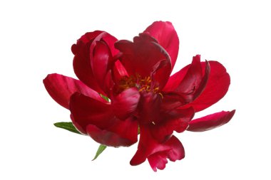 Beyaz arkaplanda koyu kırmızı şakayık çiçeği.