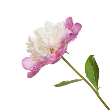 Beyaz arka planda izole edilmiş güzel beyaz-pembe şakayık çiçeği..