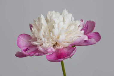 Gri arka planda izole edilmiş güzel beyaz-pembe şakayık çiçeği..