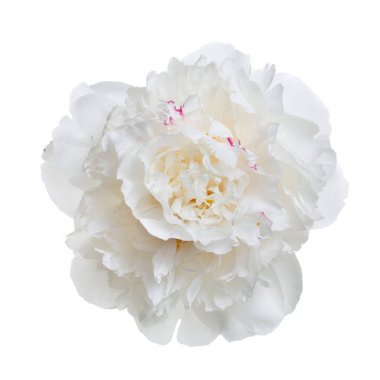 Beyaz arka planda izole edilmiş narin şakayık çiçeği.